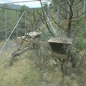 Ecozonia - Amur leopard cat enclosure