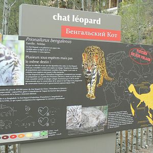 Ecozonia - Amur leopard cat panel