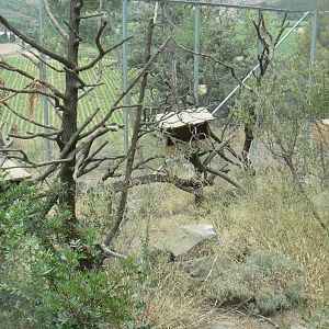 Ecozonia - Amur leopard cat enclosure