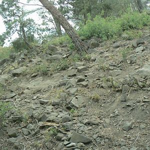 Ecozonia - European brown bears and eurasian wolves enclosure