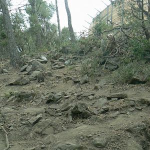 Ecozonia - European brown bears and eurasian wolves enclosure