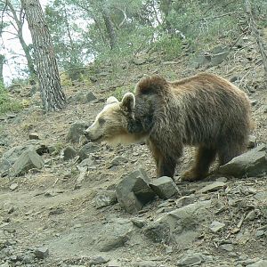Ecozonia - European brown bear