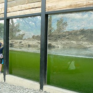 Ecozonia - Underwater viewing onto brown bears and wolves enclosure