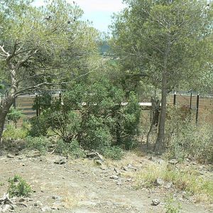 Ecozonia - Main wolverines enclosure