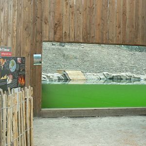 Ecozonia - Siberian tigers underwater viewing