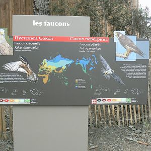 Ecozonia - Eurasian peregrine falcon and european kestrel sign