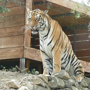 Ecozonia - Siberian tiger