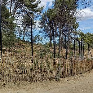 Ecozonia - Second chinese dholes enclosure