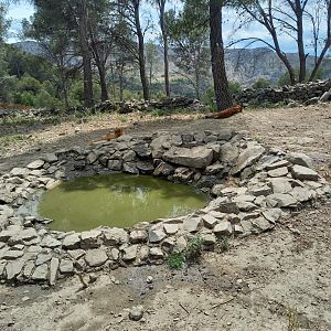 Ecozonia - Second chinese dholes enclosure