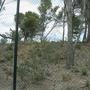Ecozonia - Second chinese dholes enclosure