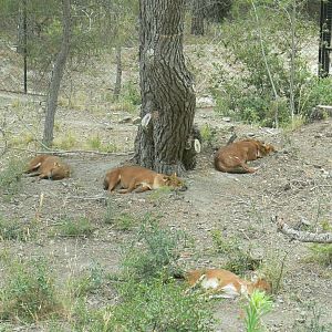Ecozonia - Female chinese dholes