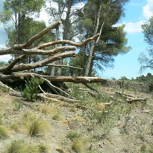 Ecozonia - Second chinese dholes enclosure