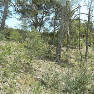 Ecozonia - Second chinese dholes