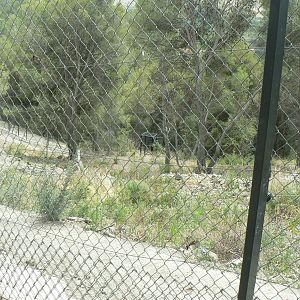 Ecozonia - Third chinese dholes