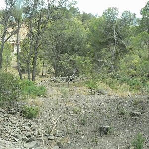 Ecozonia - Third chinese dholes