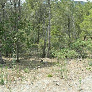 Ecozonia - Northen lynx enclosure