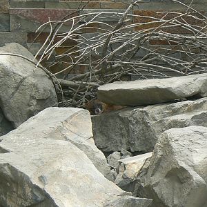 Ecozonia - Elusive female sibearian weasel