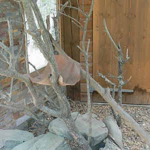 Ecozonia - Sibearian weasels exhibit