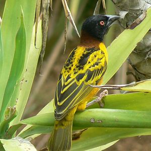 Bioparc Zoo de Doué - Village weaver