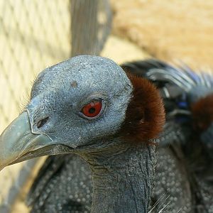 Bioparc Zoo de Doué - Vulturine guineafowl