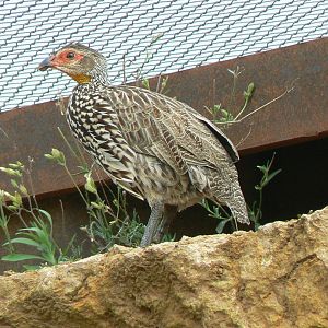 Bioparc Zoo de Doué - Yellow-necked francolin