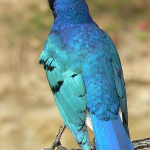 Bioparc Zoo de Doué - Superb starling
