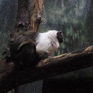 Pied tamarin