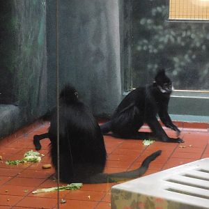francois langur