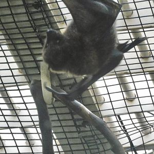 rodrigues fruit bat