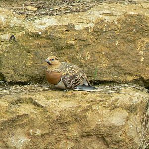 Bioparc Zoo de Doué - Pin-tailed sandgrouses