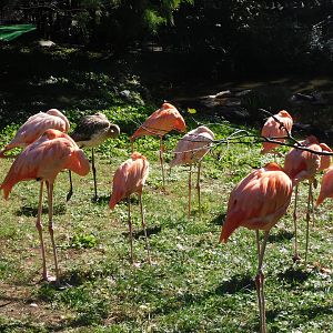 Flamingos