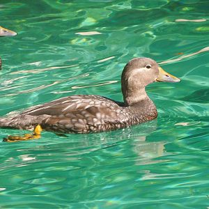 Flying streamer duck