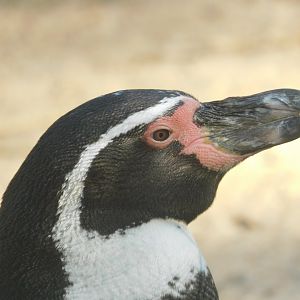 humboldt penguin