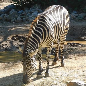 Zebra