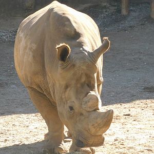 White rhino