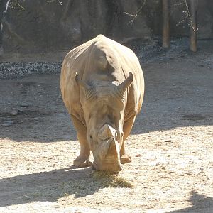 White rhino