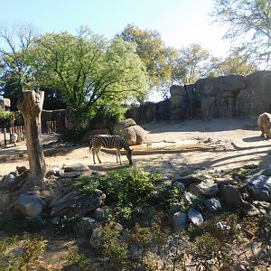 Zebra and white rhino
