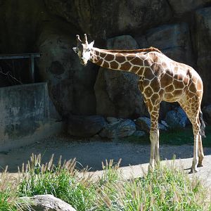 Giraffe