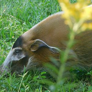 Red river hog