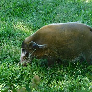Red river hog