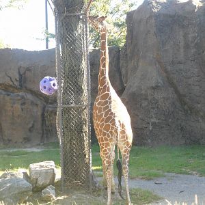 Giraffe