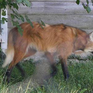 Maned wolf