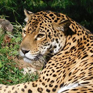 Jaguar