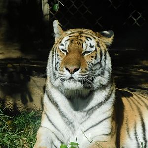 Amur tiger