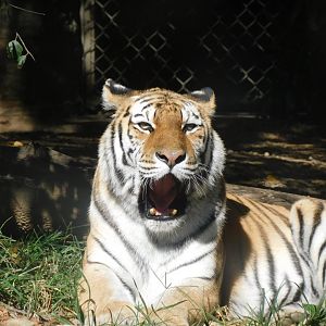 Amur tiger