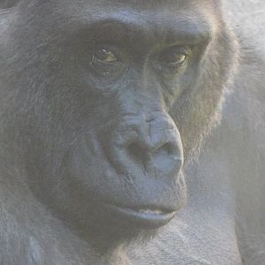 Gorilla