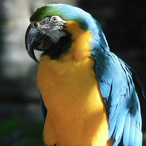 Gold and blue macaw