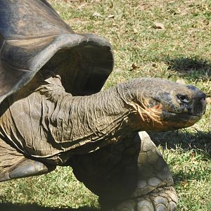 Giant tortoise