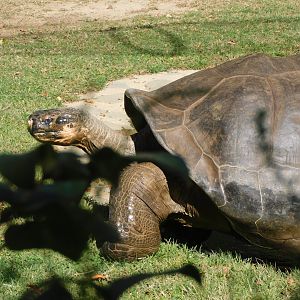 Giant tortoise