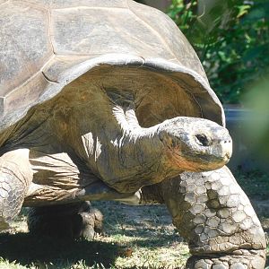 Giant tortoise
